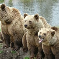 EU-Funded Project to Determine Bulgarias Bear Population