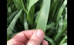  Increased nitrogen could reduce quality of oaten hay.