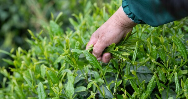 ChineseToday | Tea farmers bring aroma from deep mountains to urban customers