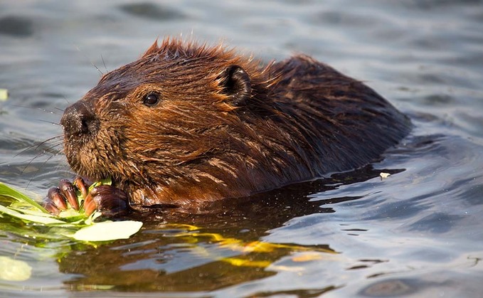 ļֱ braced for beaver release in England