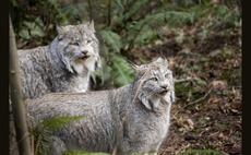 First Minister 'out of step' on lynx reintroduction in Scotland, say rewilding groups