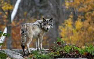 Study reveals wolves could help Scottish farmers with climate change