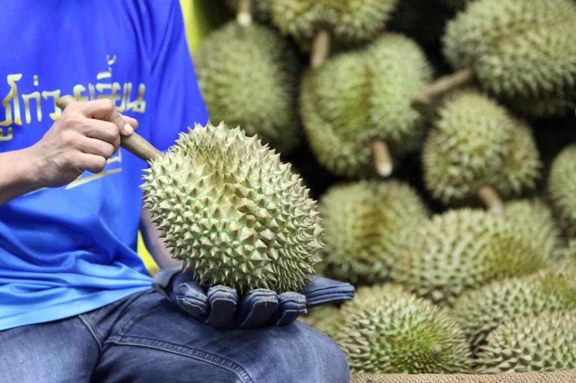 Asia Album: Bountiful durian harvest in Chanthaburi, Thailand