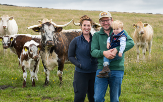 British Longhorns and Blondes prove a winning combination on Peak District farm