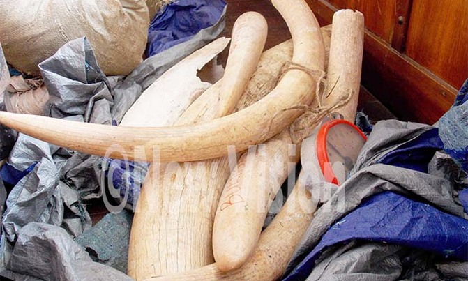 Man fined sh5m over illegal possession of ivory Man fined sh5m over illegal possession of ivory