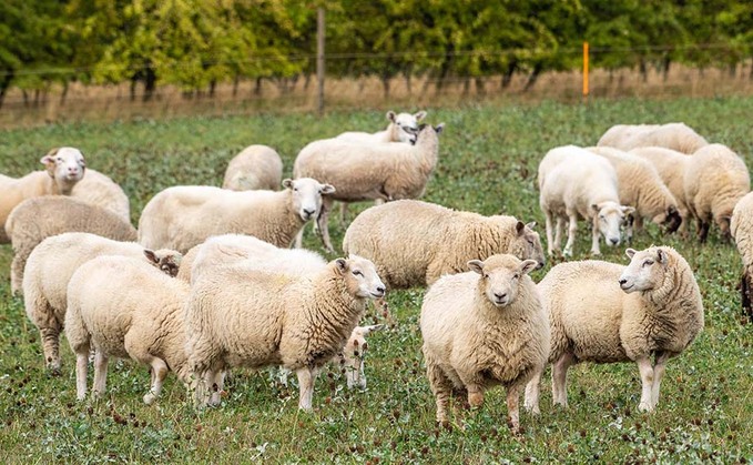 Nine pedigree Charollais lambs were killed in the attack near Jedburgh, Scotland