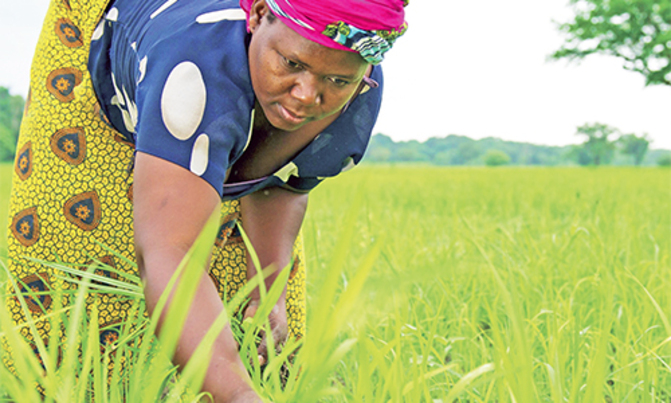 Credit facility boosts agriculture Credit facility boosts agriculture