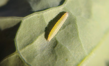 Tips for managing diamondback moth