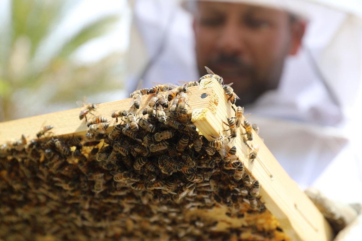 IRAQ-BAGHDAD-BEEKEEPER-WORLD BEE DAY