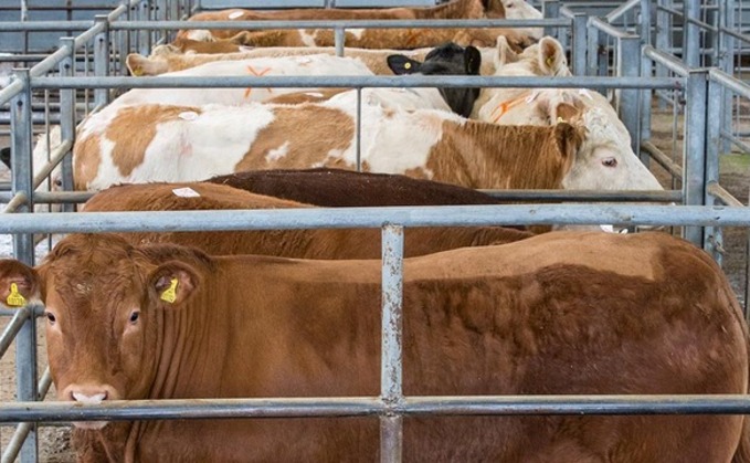 Store cattle prices strengthen as numbers tighten