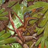 Chinese, Brazilian researchers uncover new species of pterosaur fossils in NE China