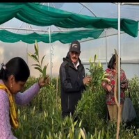 Women in Pauri Garhwal's Kot block cultivate lilies, script self-reliance Atmanirbhar Uttarakhand drive