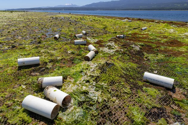 The demand for luxury shellfish is polluting the ocean with plastic