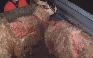 Collective action tackles scab across Welsh farms