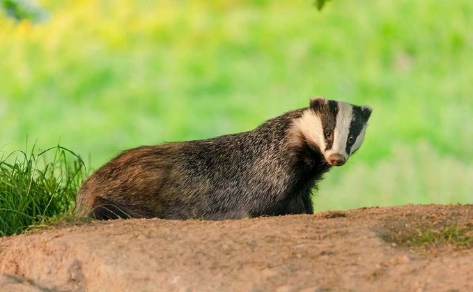 Call for impact assessment on refreshed Welsh TB plans