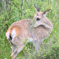 Professional wildlife atlas decodes biodiversity of China's Qilian Mountains