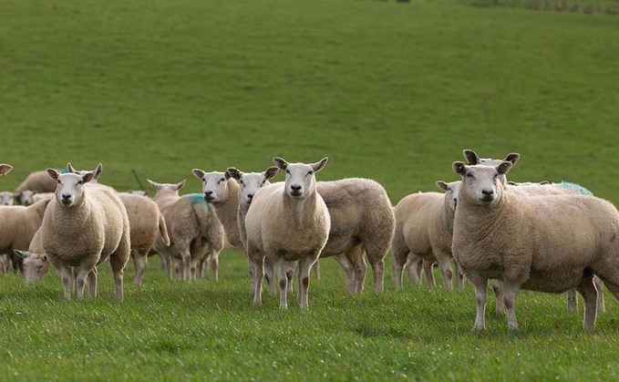 Lockdown boosts Lincolnshire sheep enterprise sale