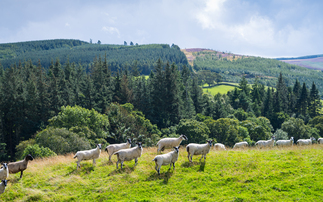 NSA Scotland demands support for sheep farmers ahead of Holyrood elections