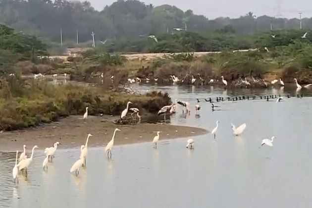 Asian waterbird census: Nearly 12,645 birds spotted in Odisha's Chandaka Wildlife Sanctuary