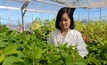 Spearheaded by lead breeder, Dr Anh Pham, a joint investment between GRDC and the University of Adelaide plans to deliver soybean varieties that meet the needs of Australian growers and industry stakeholders. Credit: Hue Dang, The University of Adelaide.