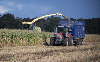 Variable outlook for maize harvest