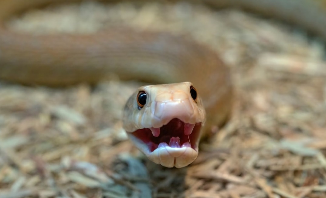 The Taipan zone is rich in antimony