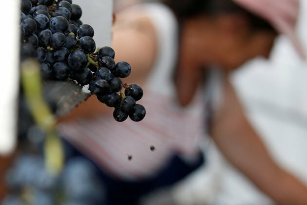 Struggling Bordeaux Wine Producers Offered Aid to Clear Stocks