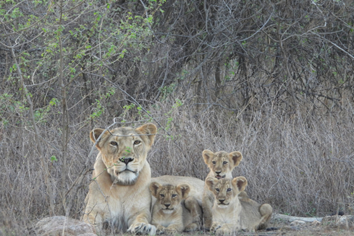 Union Minister Bhupender Yadav, Gujarat CM Patel to grace World Lion Day celebrations at Barda Wildlife Sanctuary in Gujarat on Aug 10