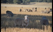  Deep thought: A comprehensive study into shade and sh eep has been completed by adjunct Professor David Masters from the University of Western Australia. Photo: Mark Saunders.