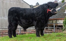 Welsh Black champion bull sells for 15,500gns at Dolgellau