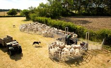 Upgraded Alligator sheep handling system from Allflex