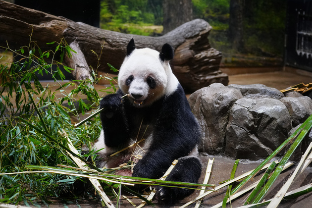 Last remaining 2 pandas in Japan depart for China