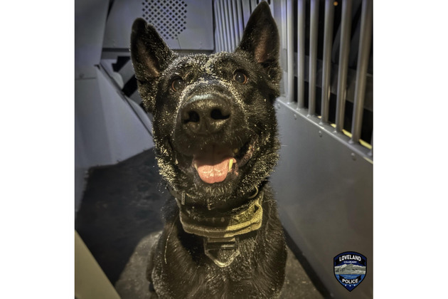 Loveland Police dog punched by DUI suspect returns to work after recovery