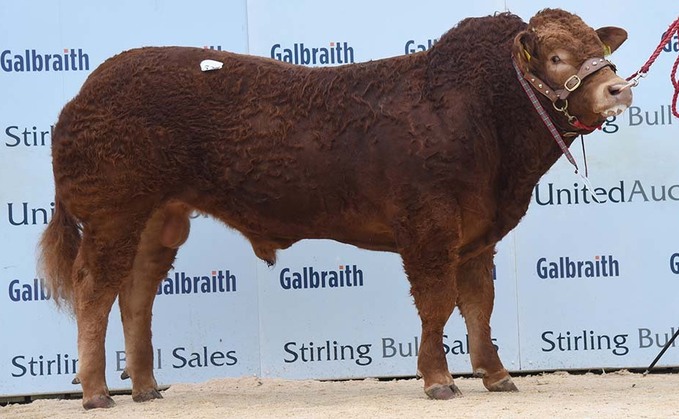 STIRLING BULL SALES: Limousins achieve 9,500gns top price