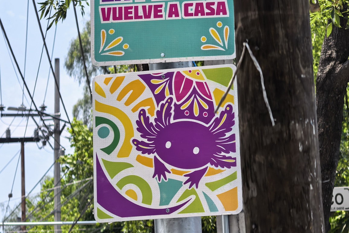 MEXICO-MEXICO CITY-WORLD CUP-MASCOT-AXOLOTL
