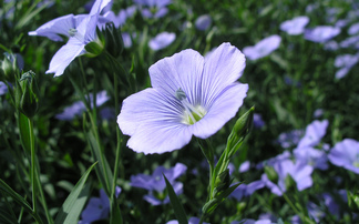 Is linseed the spring rotational reset crop?