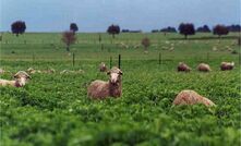 Mixing lucerne and perennials increases profits