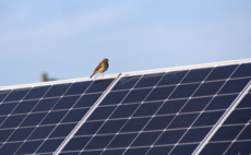 Could solar farms on rewetted peatlands deliver a win-win for biodiversity?