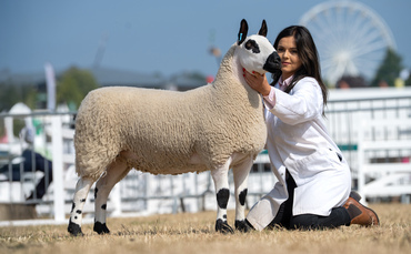 Kerry Hill takes sheep supreme at Great Yorkshire Show
