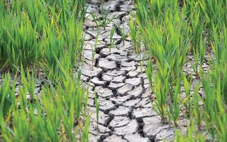 Farm businesses counting the cost of drought as 'nationally significant incident' declared in England