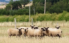 Shropshire sheep flock set for Royal Three Counties show 