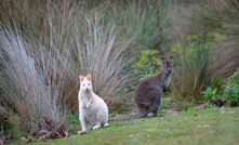  Tasmanian wallabies