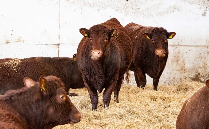 OPINION: Stock judging is a key part of YFC