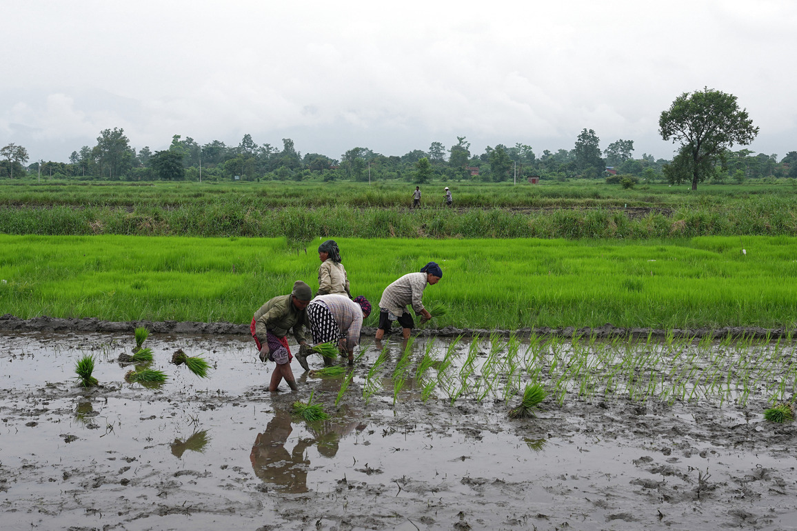 NEPAL-BHARATPUR-HYBRID RICE PROJECT