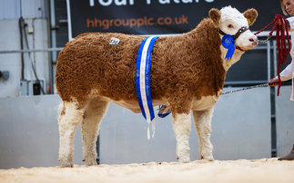 Simmentals in demand at Next Gen V