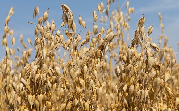 Scottish oat growers explore oat 'milk' opportunities