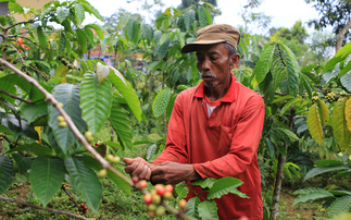Rainforest Alliance brews up regenerative agriculture certification for coffee