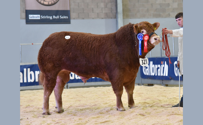 Reserve junior Limousin champion, Goldies University, from Bruce Goldie,  Mouswald, which sold for 14,500gns to A.J. Maclean, Isle of Tiree.