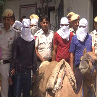 Delhi Police seizes 42 cartons of illicit liquor, 3 camels recovered; 5 held in cross-border operation