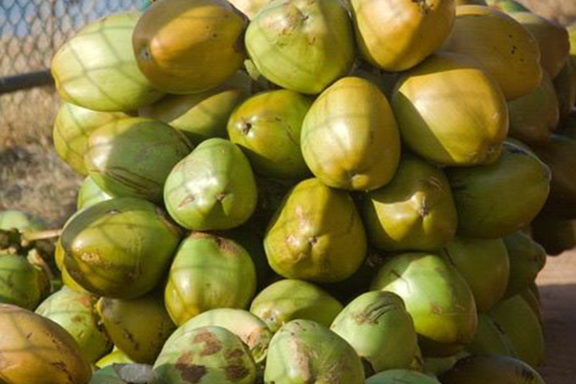 Gujarat sees 20 per cent growth in tender coconut production; annual output reaches Rs 26 crore